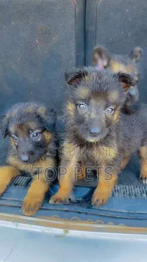 1-3 months Male Purebred German Shepherd