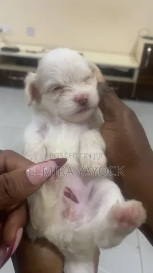0-1 month Male Mixed Breed Lhasa Apso