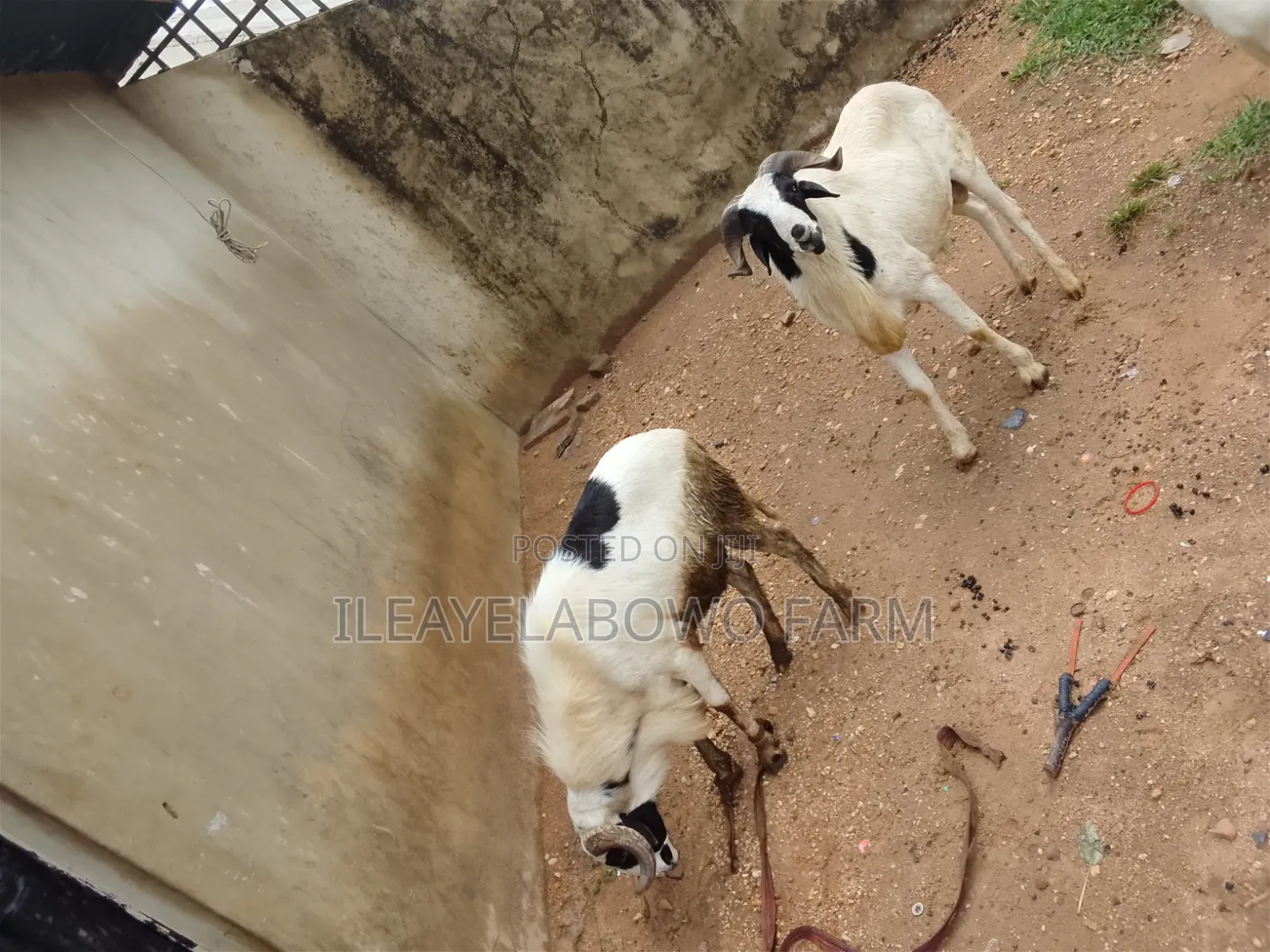 Ileya Ram Available