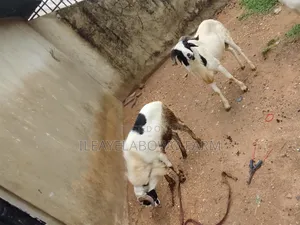 Ileya Ram Available