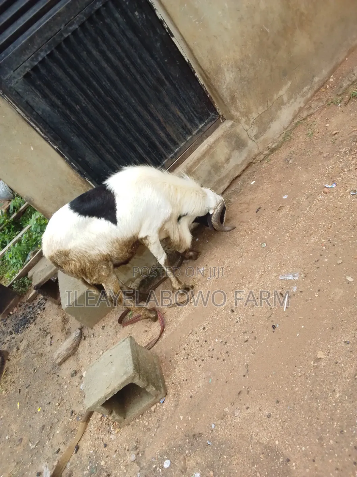Ileya Ram Available