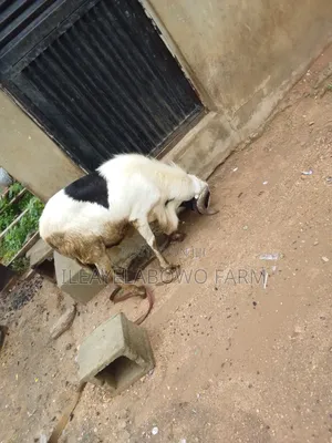 Ileya Ram Available