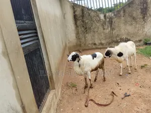 Ileya Ram Available