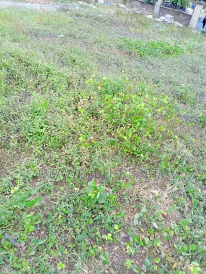 2,104sqm Residential Plot at Jahi