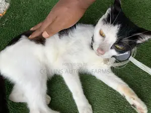 3-6 months Female Mixed Breed Persian