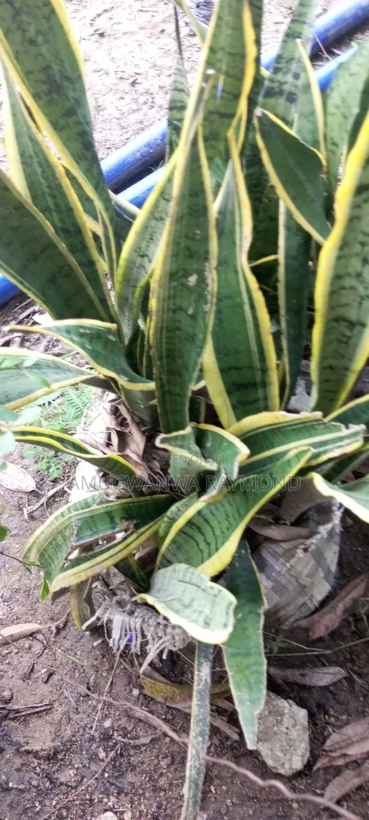 Horticulture