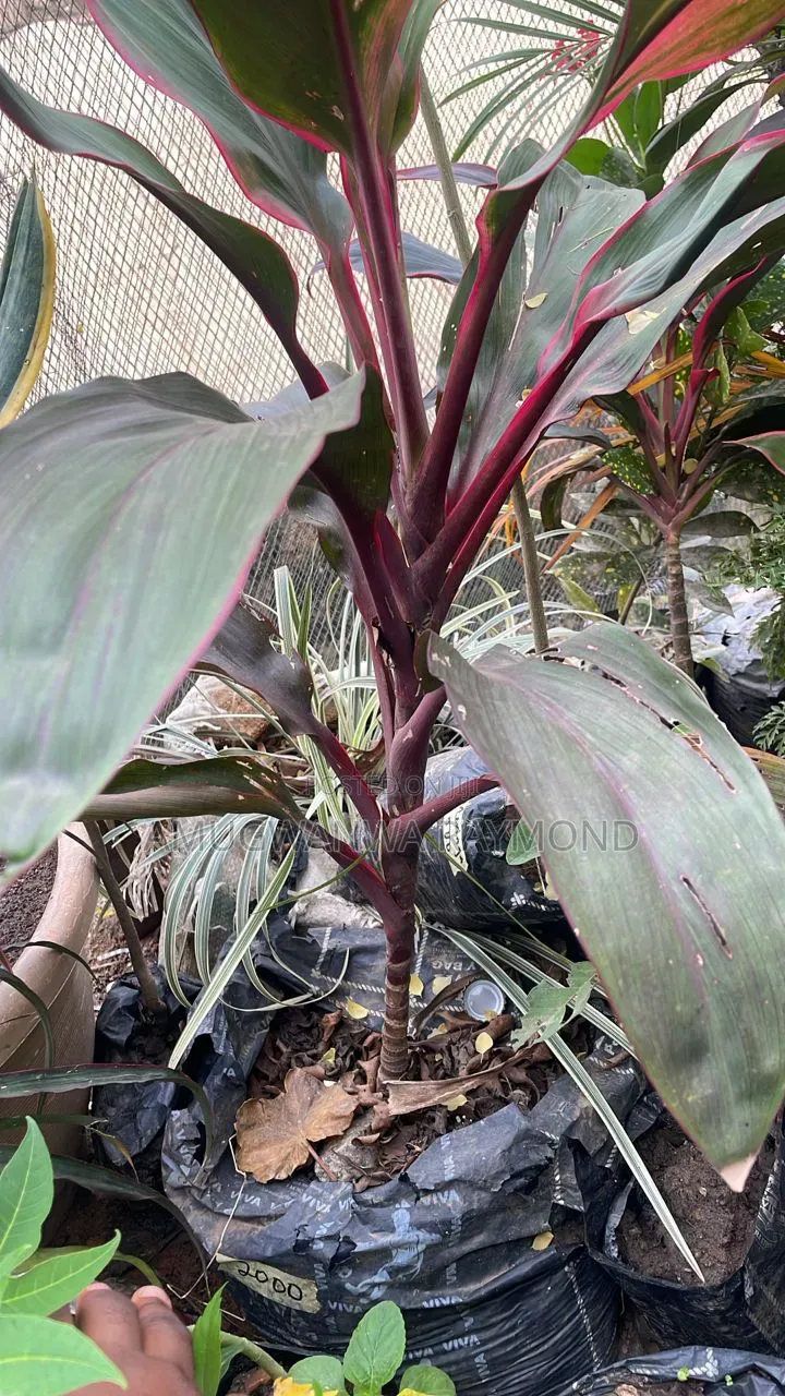 Horticulture