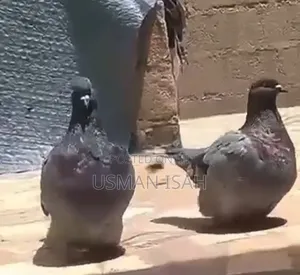Poster Pigeon
