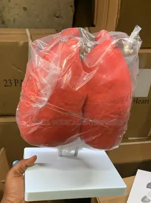 Lungs Model