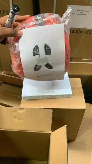 Lungs Model