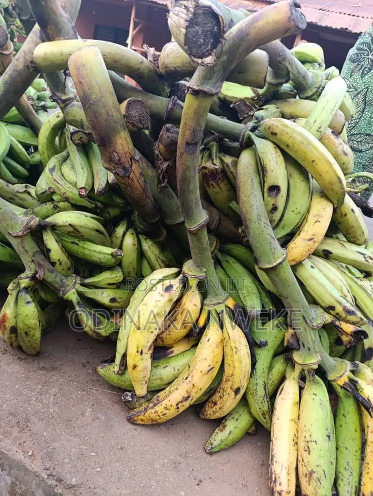 Plantain (Big, Medium and Small Size) by Dozen - Which Is 12 Bunch