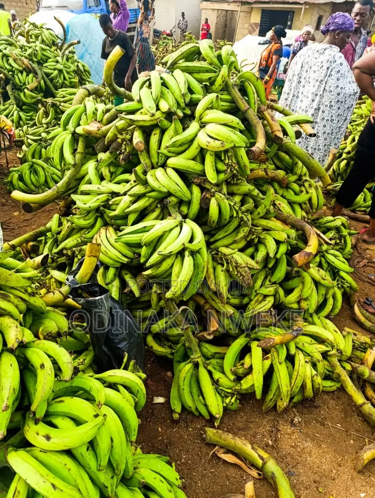 Plantain (Big, Medium and Small Size) by Dozen - Which Is 12 Bunch