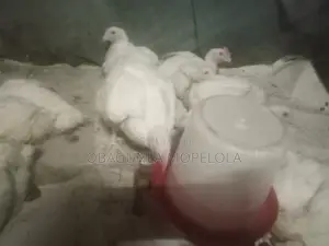 Live Weight Broilers Chicken for Sale