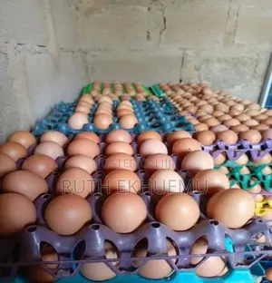 Crates of Egg in Benin City
