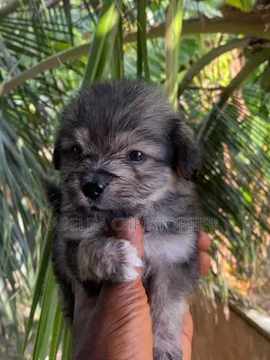 1-3 months Female Purebred Lhasa Apso