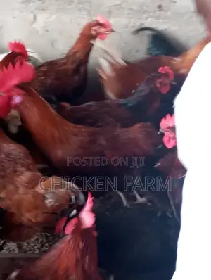 Chicken and Eggs
