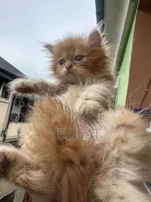 1-3 months Female Purebred Persian