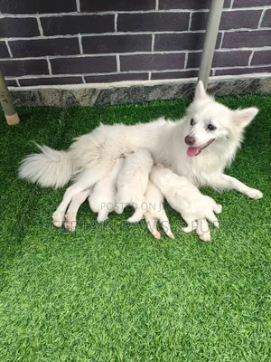 1-3 months Male Purebred American Eskimo