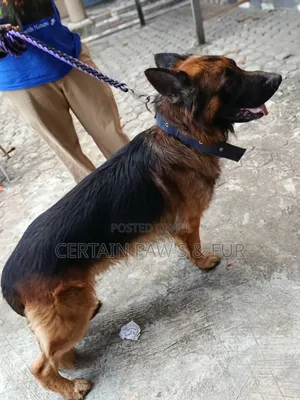 1+ year Male Purebred German Shepherd