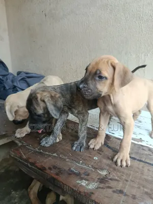 1-3 months Female Purebred Boerboel