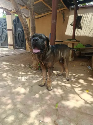 1+ year Male Purebred Boerboel