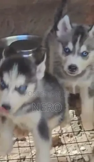 1-3 months Male Purebred Siberian Husky
