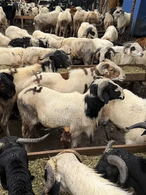 Heathy Strong Rams in Lekki and Ajah Delivery All Around Lagos