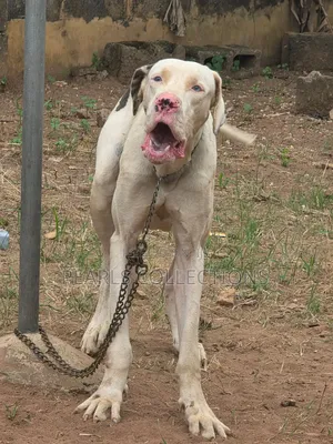 1+ year Male Purebred Great Dane