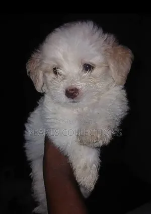 3-6 months Male Purebred Lhasa Apso