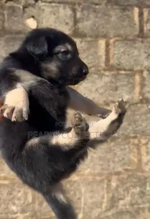 1-3 months Male Purebred German Shepherd
