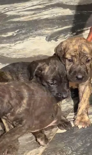 1-3 months Male Purebred Boerboel