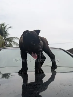 1-3 months Female Purebred Cane Corso