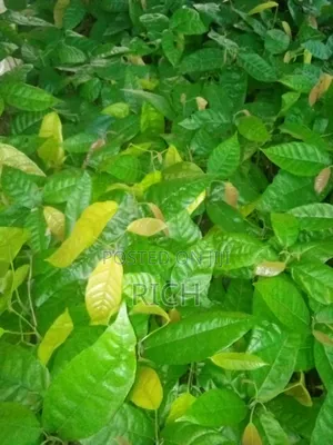 Premium Hybrid Cocoa Seedlings (Fruits in 18 Months)