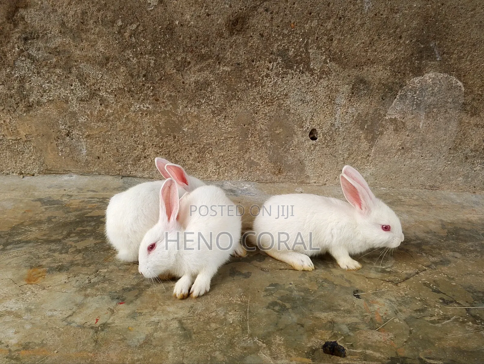 Rabbit for Sale