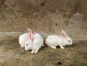 Rabbit for Sale