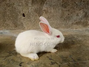 Rabbit for Sale
