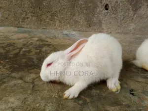 Rabbit for Sale