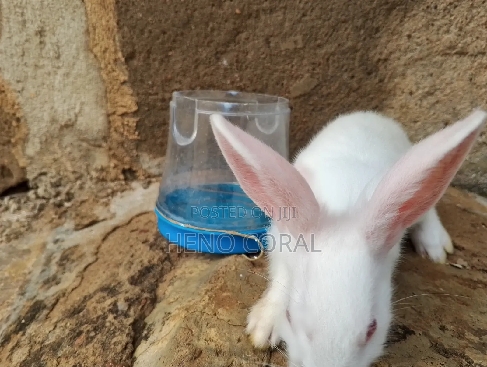 Rabbit for Sale