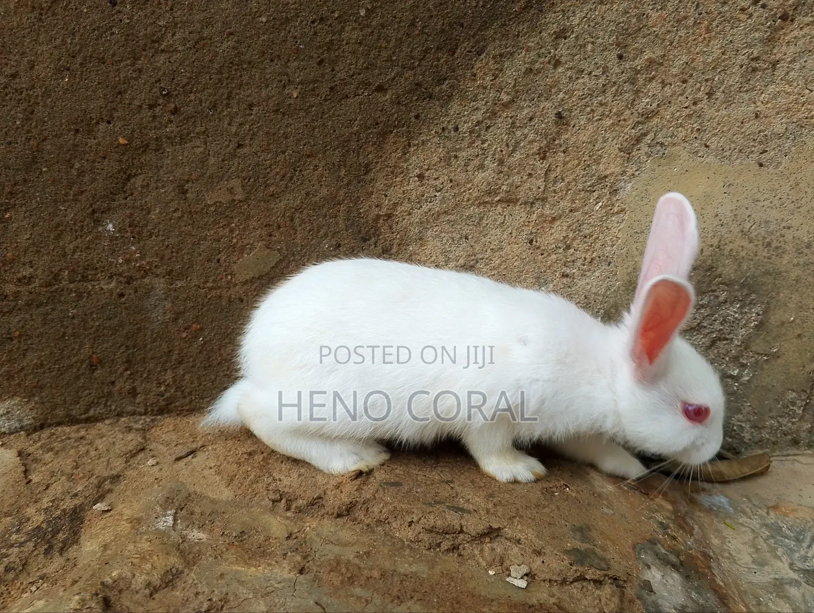 Rabbit for Sale