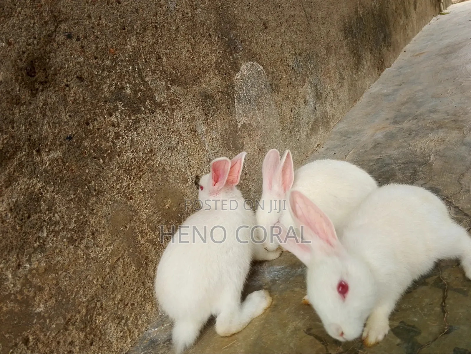 Rabbit for Sale