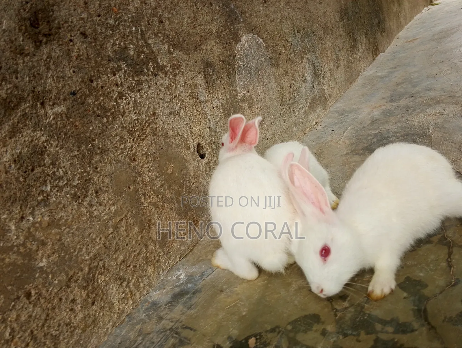 Rabbit for Sale