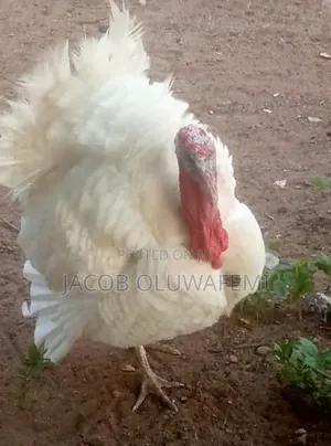 White Male Turkey For Sale