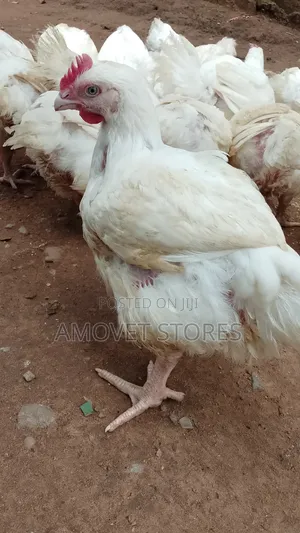 Broiler Chickens for Sell