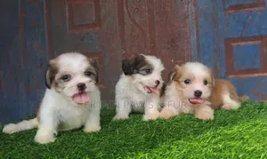 1-3 months Female Purebred Lhasa Apso