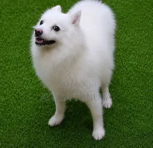 1+ year Male Purebred American Eskimo