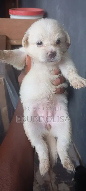 1-3 months Female Purebred Lhasa Apso