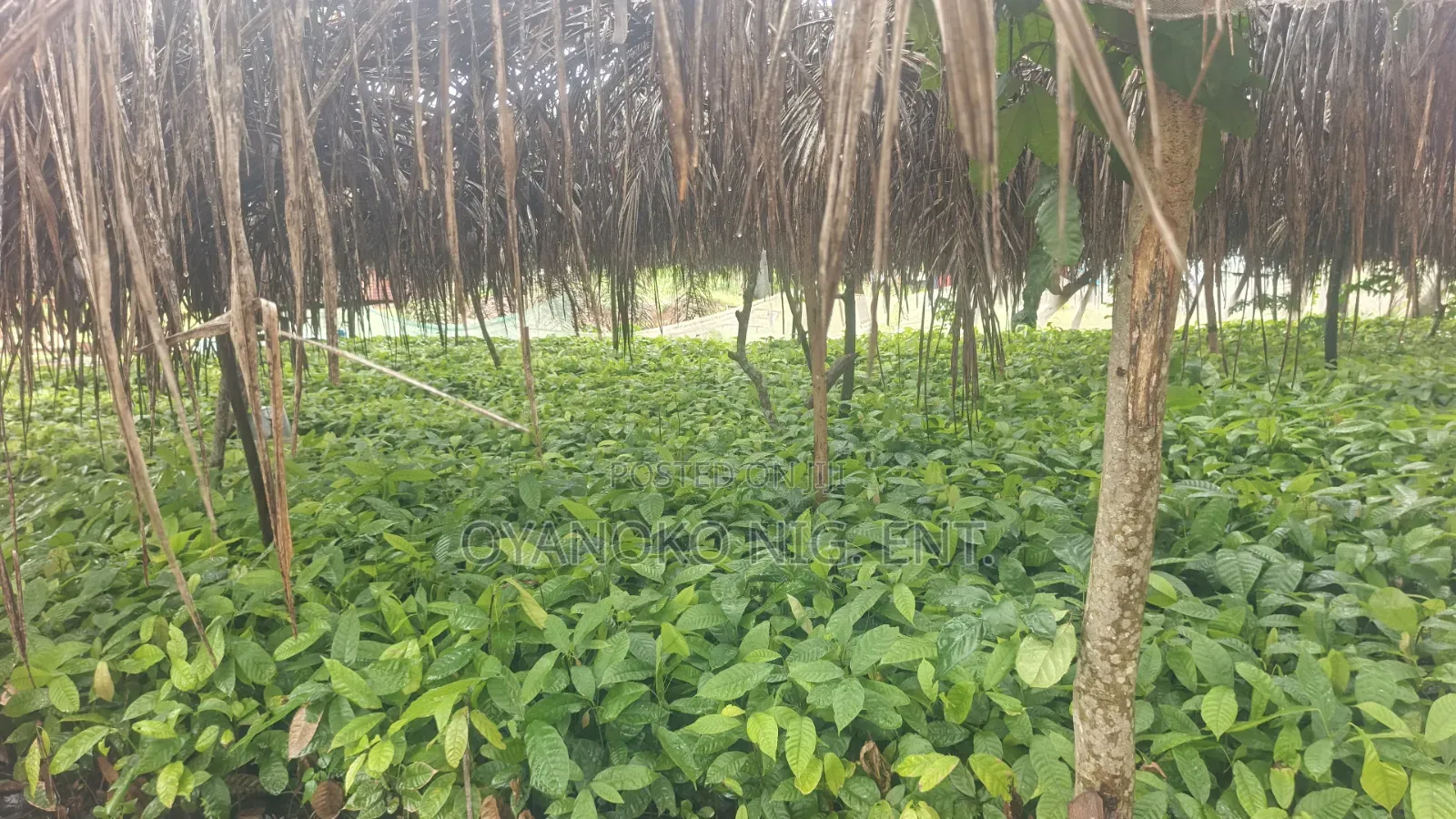 Cocoa Seedlings