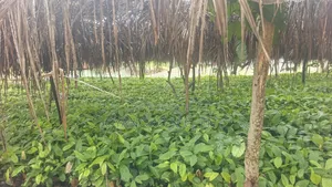 Cocoa Seedlings