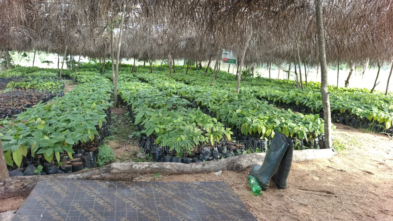 Cocoa Seedlings