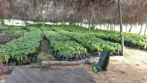 Cocoa Seedlings